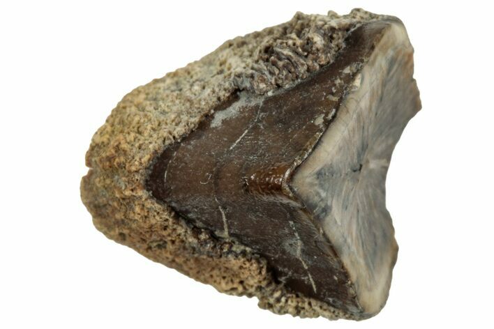 Fossil Dinosaur (Triceratops) Shed Tooth - Montana #320003